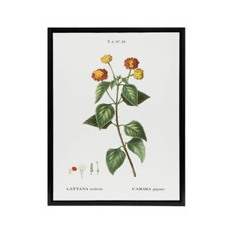 Artery8 Lantana Plant Botanical Redoute Vintage Black Framed Canvas Wall Art in White | Size: W24 x H32