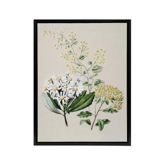 Artery8 New Zealand Three Senecio Flower Species Featon Framed Canvas Wall Art in Beige | Size: W24 x H32