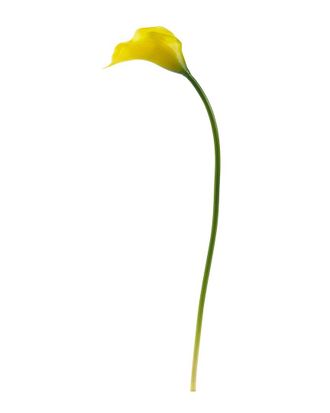 Nearly Natural Set Of 12 19.5In Calla Lily Artificial Flower
