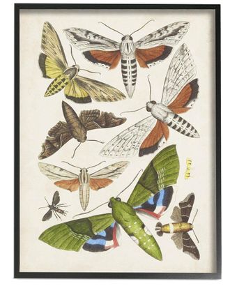 Stupell Industries Mixed Insects Moth Latin Studies By World Art Group Wall Art