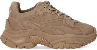 Ash SNEAKER ADDICT NOCCIOLA ASH