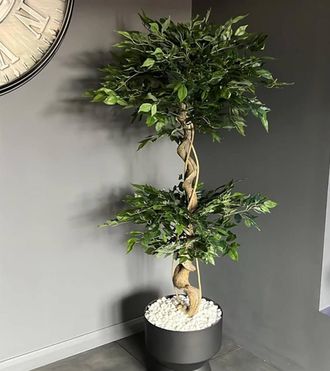 Leaf Artificial Japanese Fruticosa Tree Twisted Ficus 150cm UK in Green