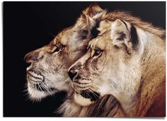 Reinders Poster »Löwe und Löwin«