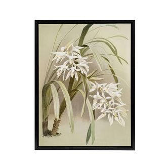 Artery8 Frederick Sander Cymbidium Mastersi Orchid Flowers Framed Canvas Art | Size: W24 x H32