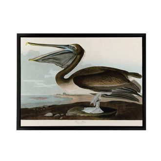 Artery8 Audubon Birds Brown Pelican Painting Framed Canvas Wall Art Print | Size: W24 x H32