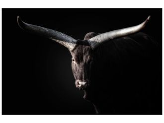 Schubiger M&ouml;bel Bildsystem Watussi