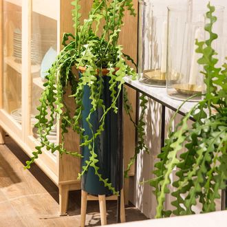 AM.PM Bloempot op poot in hevea, H70cm, Florian