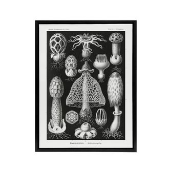 Artery8 Basidiomycetes Fungi Species Haeckel Black Framed Canvas Wall Art | Size: W24 x H32