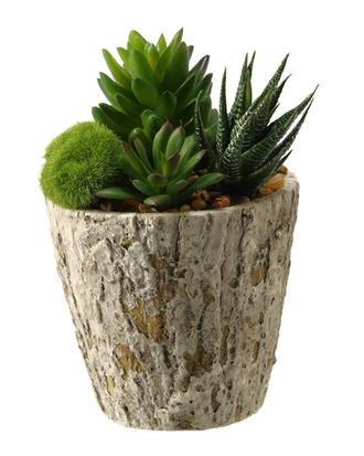D&W Silks Aloe and Succulents in Weathered Oak Look Cement Planter