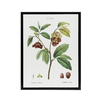 Artery8 Papaw Tree Botanical Redoute Vintage Black Framed Canvas Wall Art in White | Size: W24 x H32