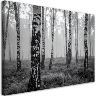 Feeby Cuadro En Lienzo, Bosque De Abedules Vista En Blanco Y Negro, 100x70