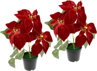 I.GE.A. Kunstpflanze »Samt-Poinsettie« im Topf, 2er Set
