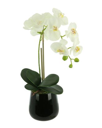 Creative Displays Inc. Orchid Arrangement In Glass Vase With Orchid Leaves & Moss
