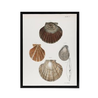 Artery8 James Ellsworth De Kay Scallop Seashells Study Framed Canvas Art Print in White | Size: W24 x H32