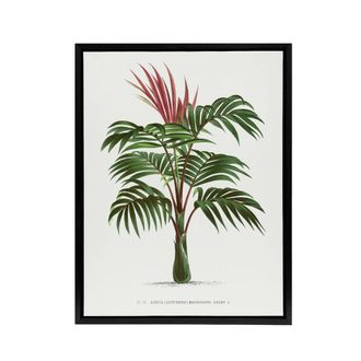 Artery8 Kentiopsis Macrocarpa Palm Tree Kerchove Framed Canvas Wall Art Print in White | Size: W24 x H32