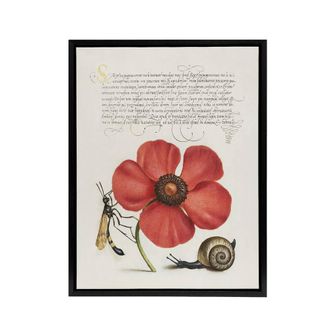 Artery8 Poppy Snail & Crane Fly Calligraphy Framed Canvas Wall Art Print in White | Size: W24 x H32