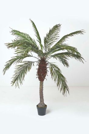 Homescapes Phoenix Palm Tree in Pot, 160 cm Tall in Green