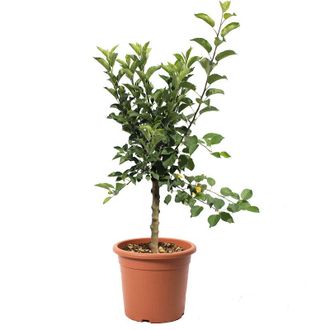 Kentis Pianta Melo Nano - Malus Domestica - Piante da Frutto - Vaso &Oslash; 24 cm