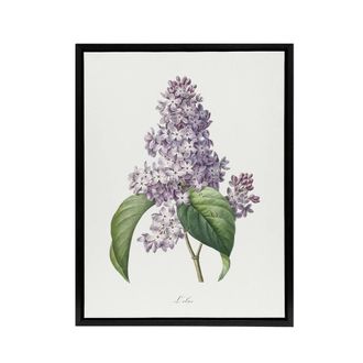 Artery8 Lilac Floral Illustration Redoute Vintage Black Framed Canvas Wall Art in White | Size: W24 x H32