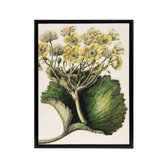 Artery8 New Zealand Korikori Buttercup Flower Featon Framed Canvas Wall Art in Beige | Size: W24 x H32