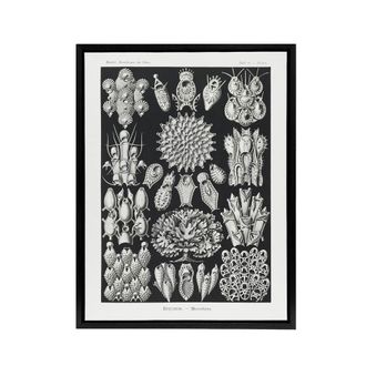 Artery8 Bryozoa Aquatic invertebrates Haeckel Botanical Framed Canvas Wall Art in Black | Size: W24 x H32