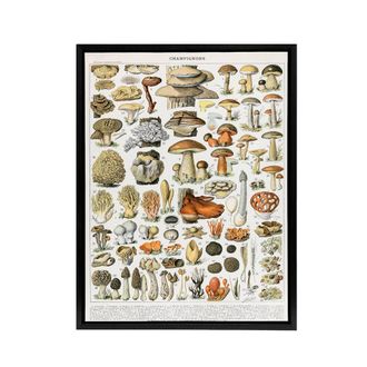 Artery8 Millot Encyclopedia Page Mushroom Varieties Framed Canvas Wall Art Print | Size: W24 x H32
