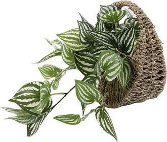 Flora Bunda Trailing Ivy In 8.5In Hanging Basket