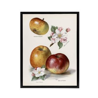 Artery8 King of Pippins Apple Vintage Illustration Wright Framed Canvas Art in White | Size: W24 x H32