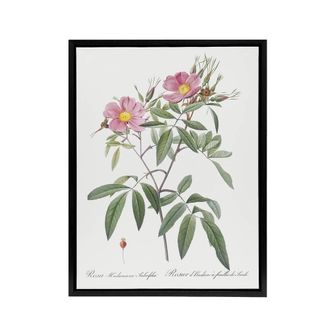 Artery8 Hudson Swamp Rose Flowers Redoute Vintage Black Framed Canvas Wall Art in White | Size: W24 x H32