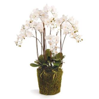 Napa Home & Garden Phalaenopsis Orchid Faux (Fake) Drop-In 36 in White at Nordstrom