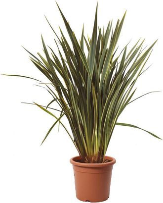 Kentis Kentis - Phormium Tenax Variegatum - Piante da Esterno Sempreverdi - h 125-150 cm Vaso &oslash; 30 cm