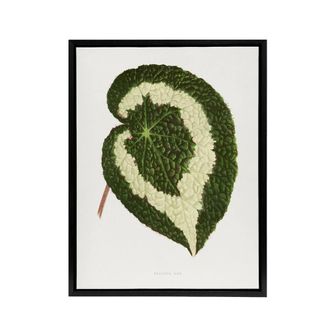 Artery8 AF Lydon Benjamin Fawcett Begonia Red Leaf Framed Canvas Art Print in White | Size: W24 x H32