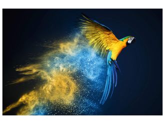 Schubiger M&ouml;bel Digitaldruck auf Glas Papagei in Blau und Gelb