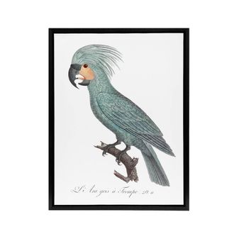 Artery8 The Palm Cockatoo Parrot Francois Levaillant Framed Canvas Wall Art in White | Size: W24 x H32