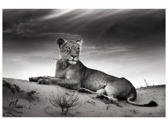 Schubiger M&ouml;bel Digitaldruck auf Glas L&ouml;win