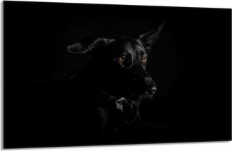 OEM Placa Protectora De Cristal Para La Estufa 80x52 Perro