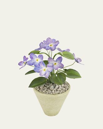 Tommy Mitchell Violet February Birth Flower in White Terracotta Pot