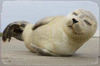 Queence Metallbild »Robbi« Wassertiere 1 Stk. tlg