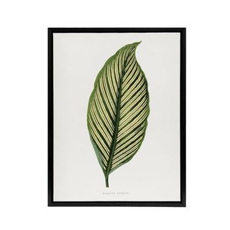 Artery8 AF Lydon Benjamin Fawcett Maranta Vittata Leaf Framed Canvas Art Print in White | Size: W24 x H32