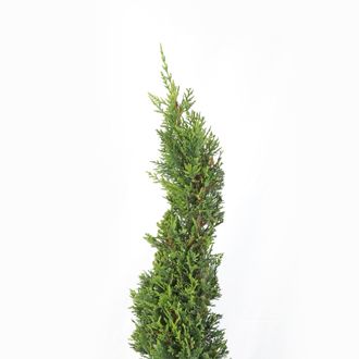 Kentis Kentis - Cipresso A Spirale - Cupressocyparis Leylandii - H 140-160 Cm Vaso &Oslash; 30 Cm