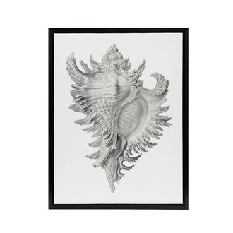 Artery8 Whelk Sea Snail Shell Drawing Haeckel Botanical Framed Canvas Wall Art in White | Size: W24 x H32