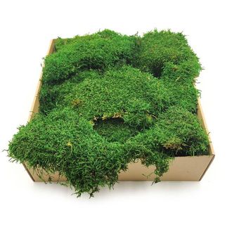 OEM Musgo Plano - Suecia - Verde Medio Natural 200 G