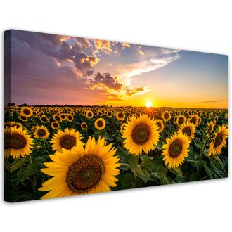 Feeby Cuadro En Lienzo, Campo De Girasoles Atardecer, 120x60