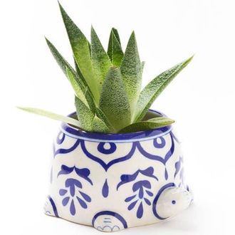 Matr Boomie Lalita Mama Turtle Succulent Planter in Multicolor at Nordstrom