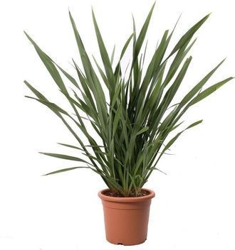 Kentis Kentis - Phormium Tenax - Pianta Ornamentale Vera da Esterno - h 125/150 cm Vaso &oslash; 30 cm