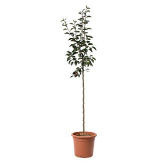 Kentis Kentis - Pianta Di Pero William Rosso - Pyrus Communis - Piante Da Frutto - Vaso &Oslash; 28 Cm