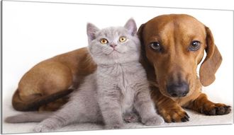 OEM Protector De Cristal Para Estufa 90x52 Animales