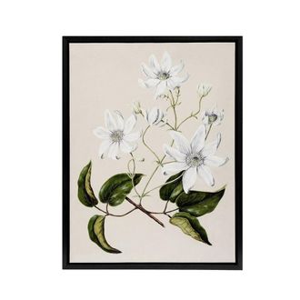 Artery8 New Zealand Puawananga Clematis Flowers Featon Framed Canvas Wall Art in Beige | Size: W24 x H32
