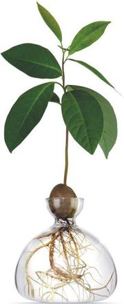 Ilex Studio Avocado Vase in Clear at Nordstrom