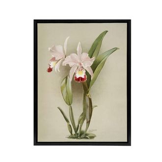 Artery8 F Sander Cattleya ballantiniana Orchid Flowers Framed Canvas Art Print in White | Size: W24 x H32